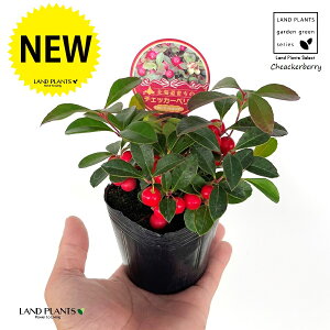 `FbJ[x[iԂj 3 |bgc 1 Pq Ђ߂ S[eA ~ ~͂̉ Gaultheria procumbens CheackerberryAWintergreen