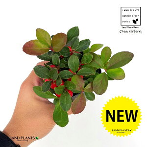 `FbJ[x[iԂj 3 |bgc 1 Pq Ђ߂ S[eA ~ ~͂̉ Gaultheria procumbens CheackerberryAWintergreen