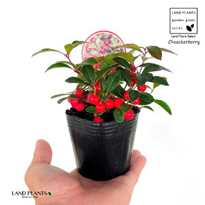 `FbJ[x[iԂj 3 |bgc 1 Pq Ђ߂ S[eA ~ ~͂̉ Gaultheria procumbens CheackerberryAWintergreen