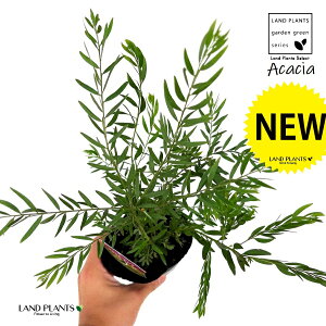y󏭕iz AJVAieTj 3.5 |bgc 1 F̉ ␫AJVA AJVAeT uXx[AJVA uXx[ ACACIA FIMBRIATA "TERESA"