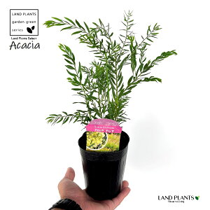 y󏭕iz AJVAieTj 3.5 |bgc 1 F̉ ␫AJVA AJVAeT uXx[AJVA uXx[ ACACIA FIMBRIATA "TERESA"