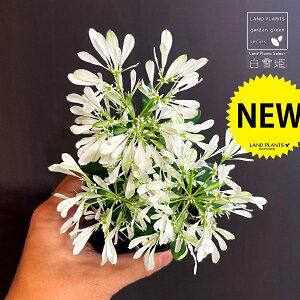 [tHrAiPj 3 |bgc 1 VLq gE_COT [zrA ERPt@ Euphorbia Leucocephala