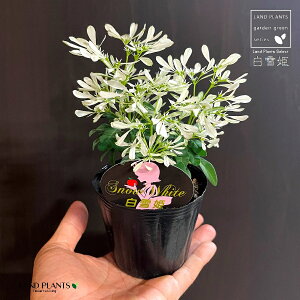 [tHrAiPj 3 |bgc 1 VLq gE_COT [zrA ERPt@ Euphorbia Leucocephala