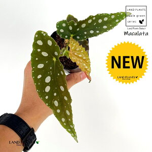 xSjAi}N[^j1{ 2.5 |bgc VEJChE xSjA}N[^ Begonia maculata