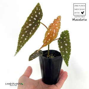 xSjAi}N[^j1{ 2.5 |bgc VEJChE xSjA}N[^ Begonia maculata