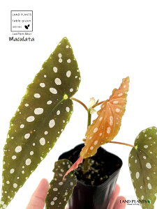 xSjAi}N[^j1{ 2.5 |bgc VEJChE xSjA}N[^ Begonia maculata