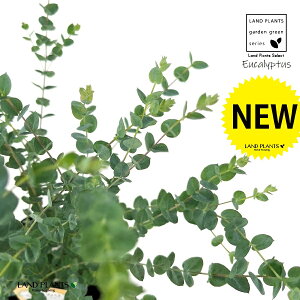 [Ji[O[j1 4.5 |bgc Eucalyptus