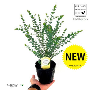 [Ji[O[j1 4.5 |bgc Eucalyptus