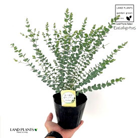 ユーカリ（ムーンラグーン）1鉢 4.5号 ポット苗 Eucalyptus