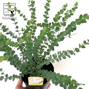 [Ji[O[j1 4.5 |bgc Eucalyptus