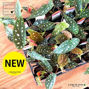 yP[X̔F24z xSjAi}N[^j24 2.5 |bgc VEJChE xSjA}N[^ Begonia maculata