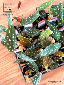 xSjAi}N[^j1 2.5 |bgc VEJChE xSjA}N[^ Begonia maculata