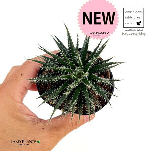 yEŏz AGinI`ICfXj 2.5 |bgc 1 nI`A Aloe haworthioides
