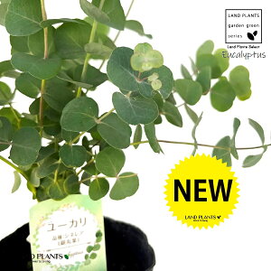 [JiۗtFVlAj1 4.5 |bgc ۗt[J [JVlA Eucalyptus