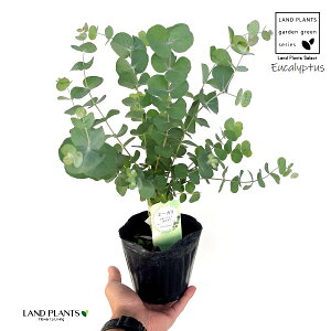 [JiۗtFVlAj1 4.5 |bgc ۗt[J [JVlA Eucalyptus