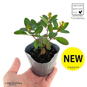 REVJYitJYEPtj1 3 |bgc LgmI 鐫Β ~ILbX gXeeCA Tristellateia australasiae