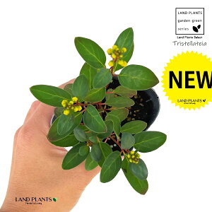 REVJYitJYEPtj1 3 |bgc LgmI 鐫Β ~ILbX gXeeCA Tristellateia australasiae