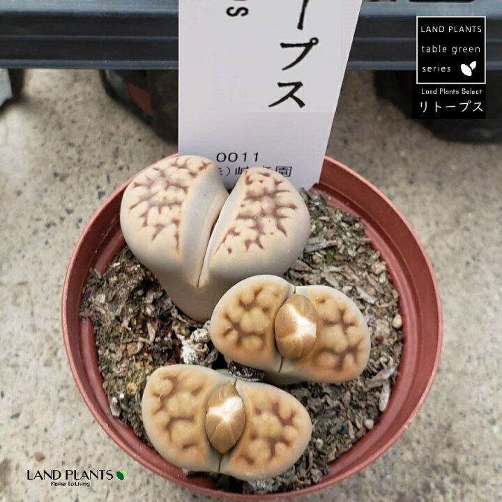 楽天市場】リトープス 1鉢 2号 プラスチック苗 イシコロギク 多肉植物  