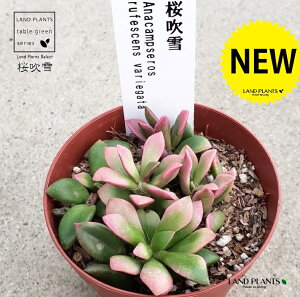 AiJvZXij 1 2.5 vX`bNc TNtuL tuL A  Anacampseros rufescens f.variegata