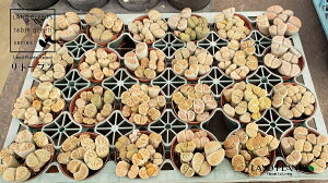 �y�P�[�X�̔��F24���z ���g�[�v�X 24�� 2.5�� �v���X�`�b�N�c �C�V�R���M�N �����A�� ���� Lithops