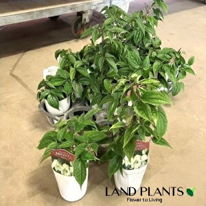 N}`XiebZFԁj1 3 |bgc Zj\E Clematis