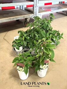 yP[X̔F15z N}`XiebZFԁj15 3 |bgc Zj\E Clematis