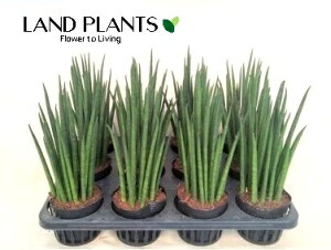 TXxAioLXj1 3 |bgc TZxA pLX Sansevieria bacularis