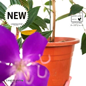 m{^i쉲OFR[g_W[j90cm 1 6 |bgc m{^R[g_W[  F F̉ Melastomataceae