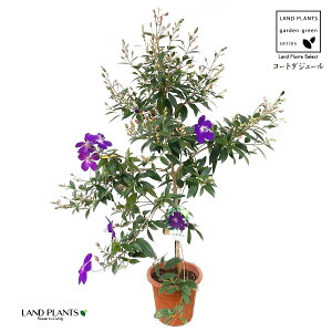 m{^i쉲OFR[g_W[j90cm 1 6 |bgc m{^R[g_W[  F F̉ Melastomataceae