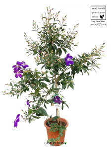 m{^i쉲OFR[g_W[j90cm 1 6 |bgc m{^R[g_W[  F F̉ Melastomataceae