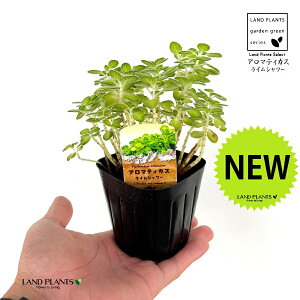 A}eBJXiFCV[j 3 |bgc 1   t͗l Aromaticus cuba oregano