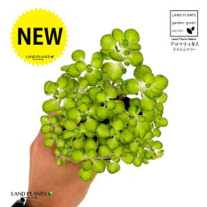 A}eBJXiFCV[j 3 |bgc 1   t͗l Aromaticus cuba oregano