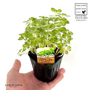 A}eBJXiFCV[j 3 |bgc 1   t͗l Aromaticus cuba oregano