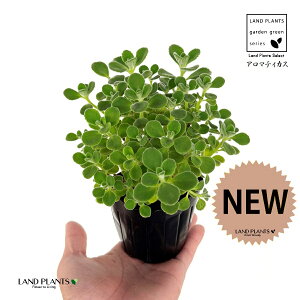 A}eBJXiΗtj 3 |bgc 1 vNgTX  A Aromaticus cuba oregano