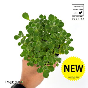 A}eBJXiΗtj 3 |bgc 1 vNgTX  A Aromaticus cuba oregano