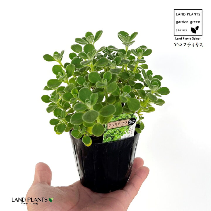 楽天市場】アロマティカス（緑葉） 3号 ポット苗 1鉢 プレクトランサス  