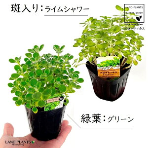 y2iZbgz A}eBJX 2iΗt1E1j 3 |bgc vNgTX  A Aromaticus cuba oregano