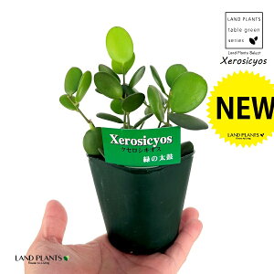 O[hi΂̑ہj 3 |bgc 1 NZVLIX  A Xerosicyos danguyi