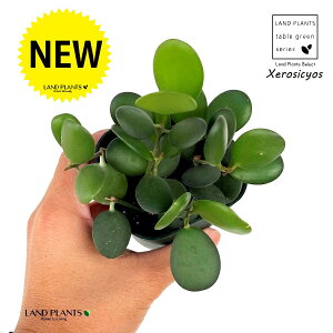 O[hi΂̑ہj 3 |bgc 1 NZVLIX  A Xerosicyos danguyi