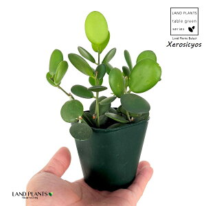 O[hi΂̑ہj 3 |bgc 1 NZVLIX  A Xerosicyos danguyi