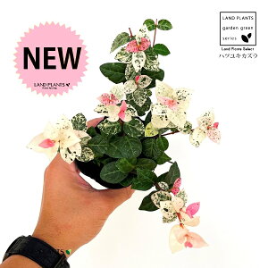 ncLJYiኋj1 3 |bgc JY JY  tCeCJJY eCJJY Trachelospermum asiaticum 'Hatuyukikazura'