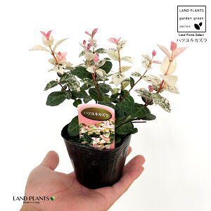 ncLJYiኋj1 3 |bgc JY JY  tCeCJJY eCJJY Trachelospermum asiaticum 'Hatuyukikazura'