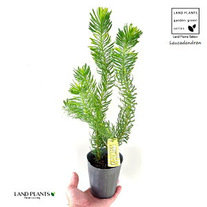 �����E�J�f���h�����i�W�F�C�h�p�[���j1�� 3�� �|�b�g�c �W�F�C�h �p�[�� �����[�J�f���h���� �M�����E�W�� ��t�� Leucadendron jade pearl