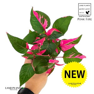 CVlisNt@C[j1 3 |bgc }or PVEr CVl fj[ sN t@CA[ Iresine lindenii 'Pink Fire'