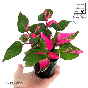 CVlisNt@C[j1 3 |bgc }or PVEr CVl fj[ sN t@CA[ Iresine lindenii 'Pink Fire'