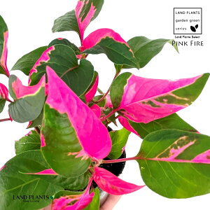 CVlisNt@C[j1 3 |bgc }or PVEr CVl fj[ sN t@CA[ Iresine lindenii 'Pink Fire'