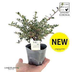 RglAX^[iOERtBXj 1 3 |bgc RglAX^[OERtBX Cotoneaster glaucophyllus