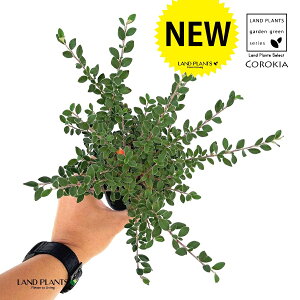 RglAX^[iOERtBXj 1 3 |bgc RglAX^[OERtBX Cotoneaster glaucophyllus