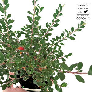 RglAX^[iOERtBXj 1 3 |bgc RglAX^[OERtBX Cotoneaster glaucophyllus
