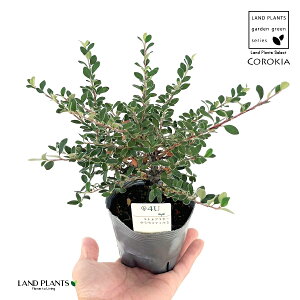 RglAX^[iOERtBXj 1 3 |bgc RglAX^[OERtBX Cotoneaster glaucophyllus